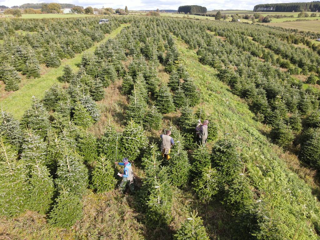 sapin belge
