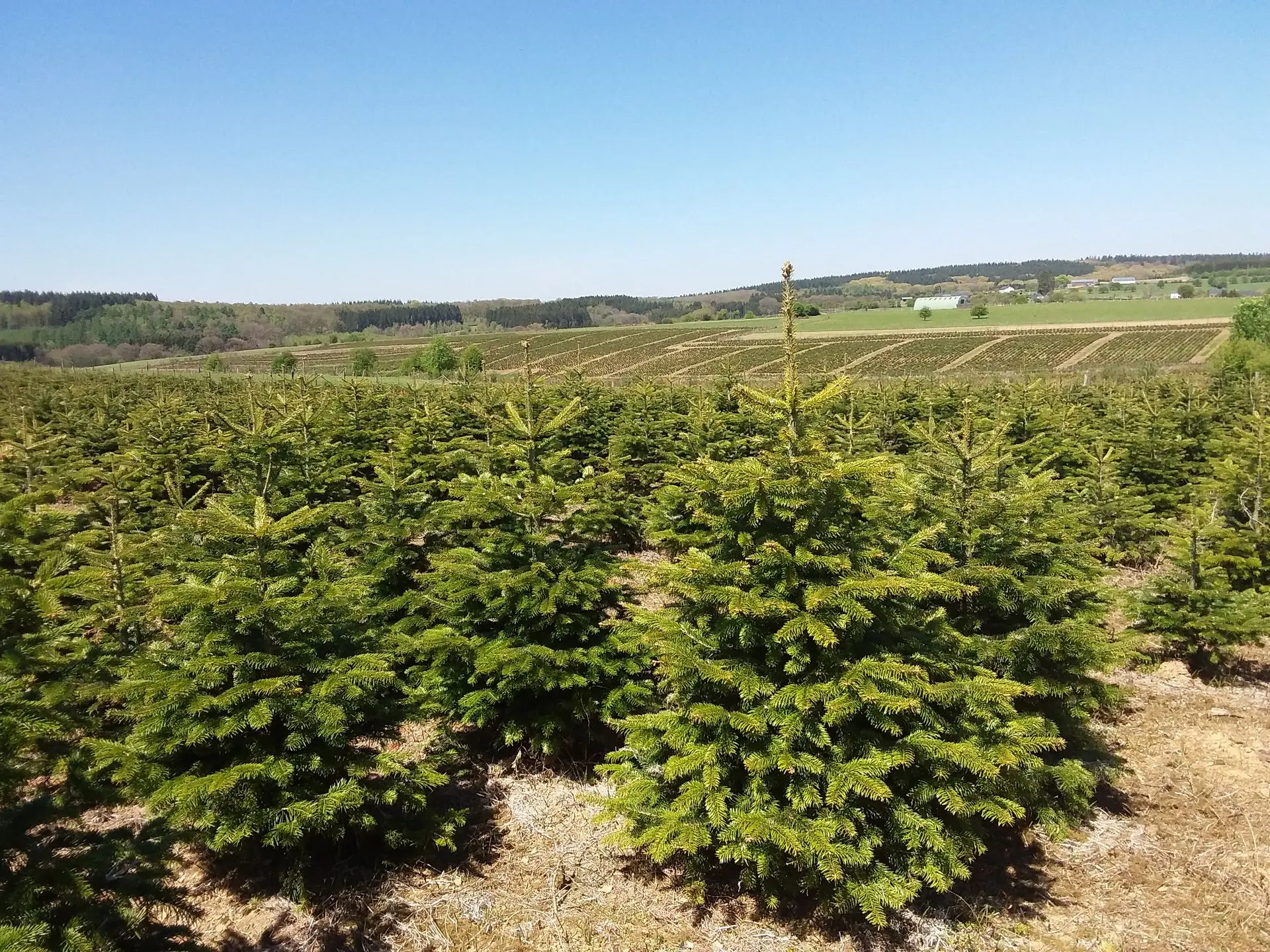 sapin qualiré MPS++