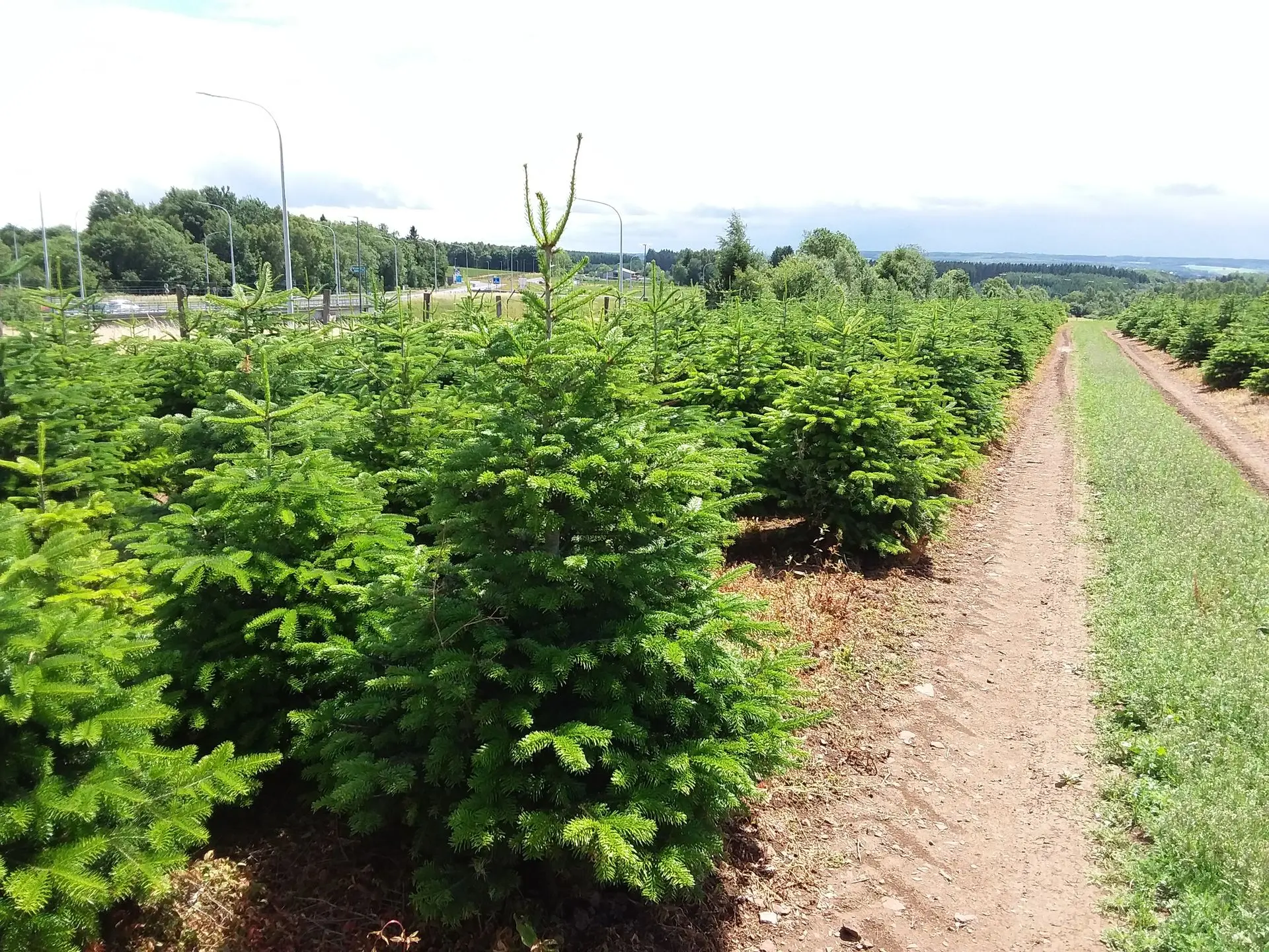 sapin des ardennes