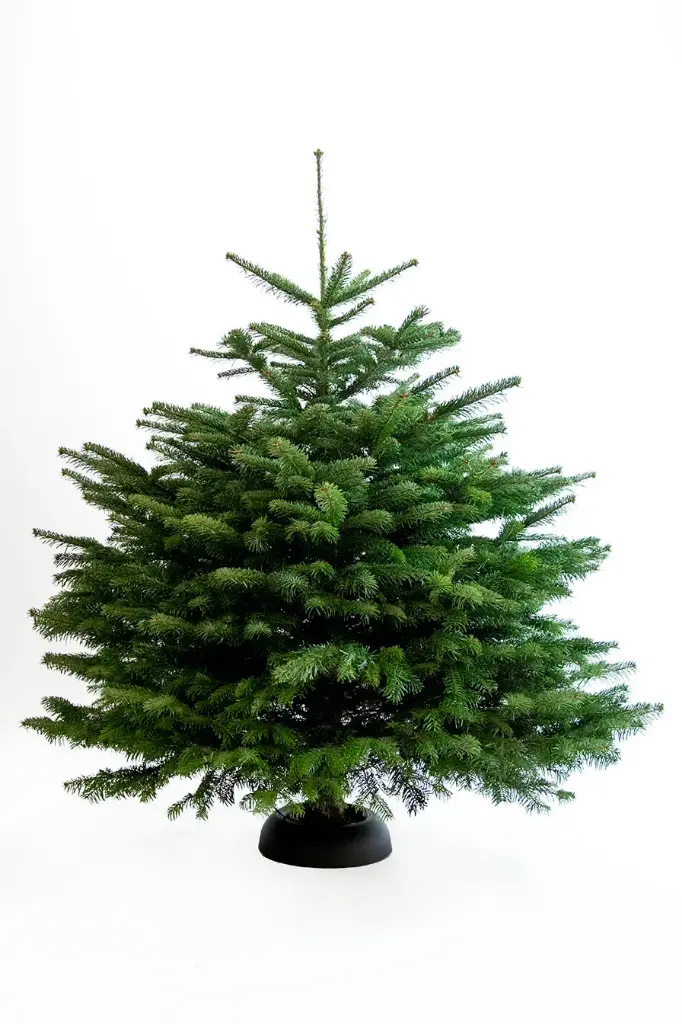 Sapin Nordmann Qualité Supérieur