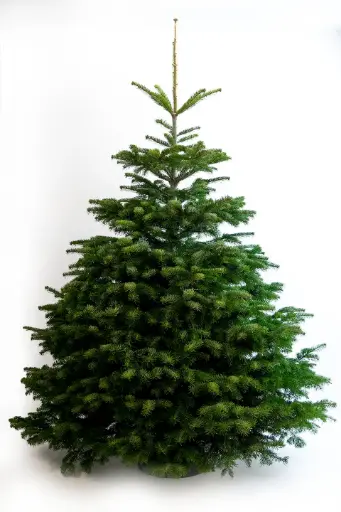 Sapin Nordmann Qualité Supérieur